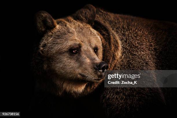 portret van de bruine beer - brown bear stockfoto's en -beelden