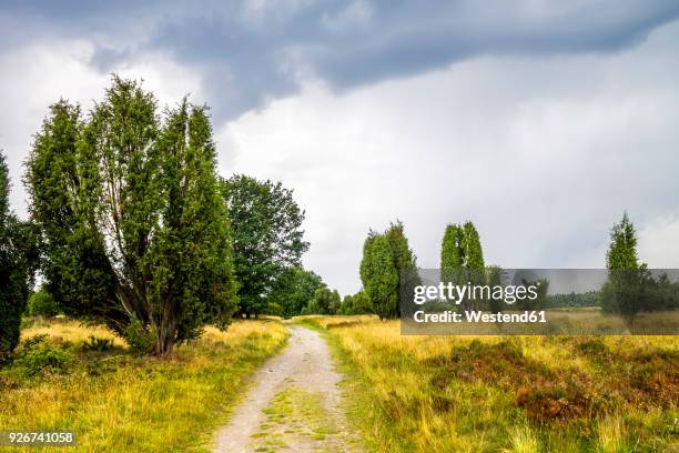 germany, lower saxony, lueneburg heath - luneburger heath stock pictures, royalty-free photos & images