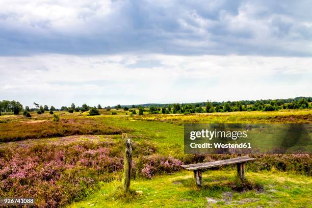 germany, lower saxony, lueneburg heath - lüneburger heide stock-fotos und bilder