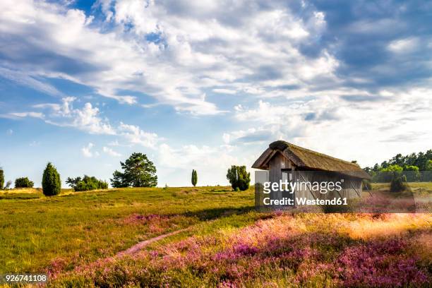germany, lower saxony, lueneburg heath - lower saxony stock pictures, royalty-free photos & images