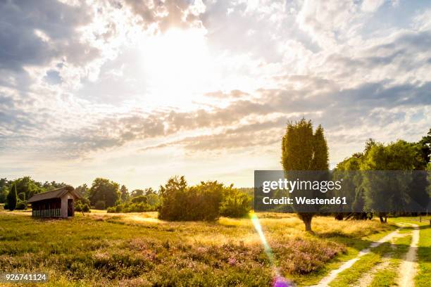 germany, lower saxony, lueneburg heath - luneburger heath stock pictures, royalty-free photos & images