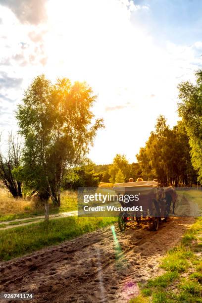 germany, lower saxony, lueneburg heath, horse-drawn carriage - lüneburger heide stock-fotos und bilder