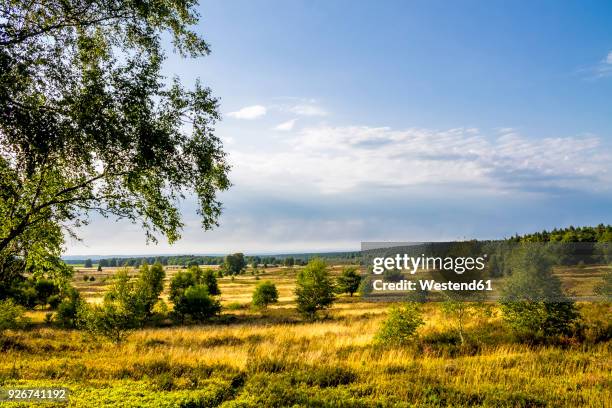 germany, lower saxony, lueneburg heath - luneburger heath stock pictures, royalty-free photos & images