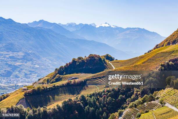 switzerland, valais, montagnon, vineyards - cantão de valais imagens e fotografias de stock