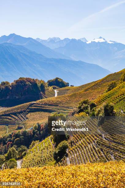 switzerland, valais, montagnon, vineyards - rhone valley stock pictures, royalty-free photos & images