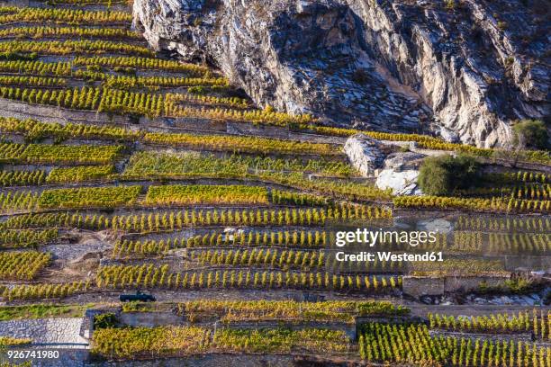 switzerland, valais, ardon, vineyards at hillside - valais canton stock pictures, royalty-free photos & images
