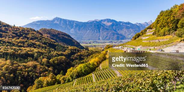 switzerland, canton vaud, aigle, vineyard - rhone valley stock pictures, royalty-free photos & images