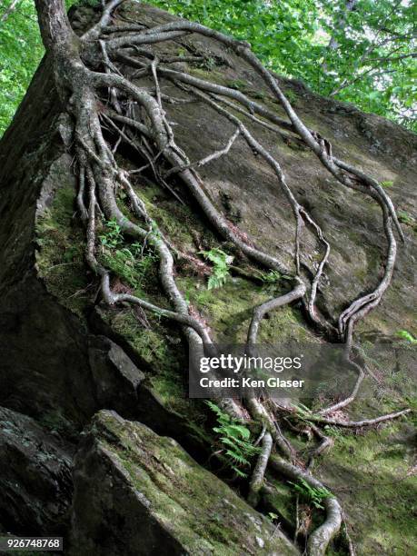 Growing Tree Name On Rocks 398 Tree Growing Around Rock Stock Photos, High-Res Pictures, and ...