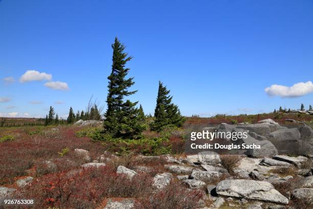 flagged trees and sandstone boulders at dolly sods wilderness, west virginia, usa - monongahela national forest stock-fotos und bilder
