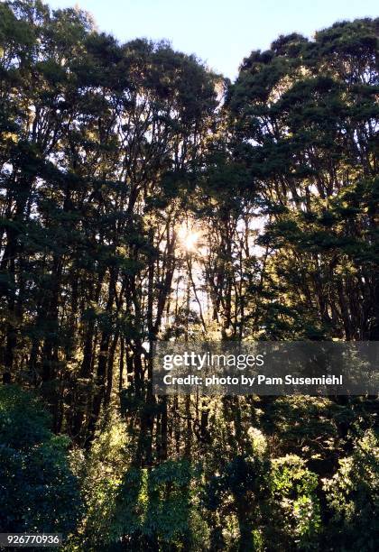 sun shining through stand of kauri trees, south island, new zealand - kauri tree stock pictures, royalty-free photos & images