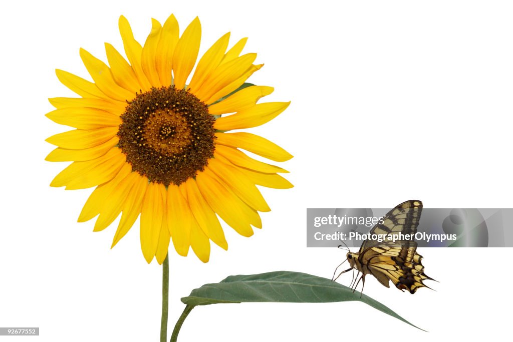 Isolated sunflower with butterfly