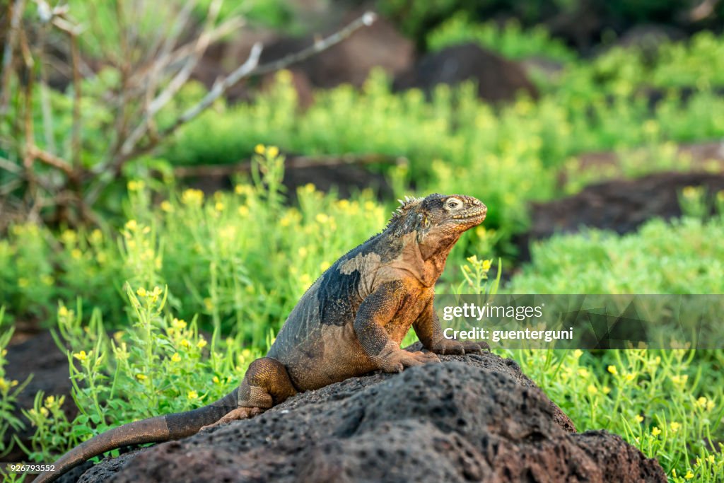 加拉帕戈土地鬣蜥在南廣場島