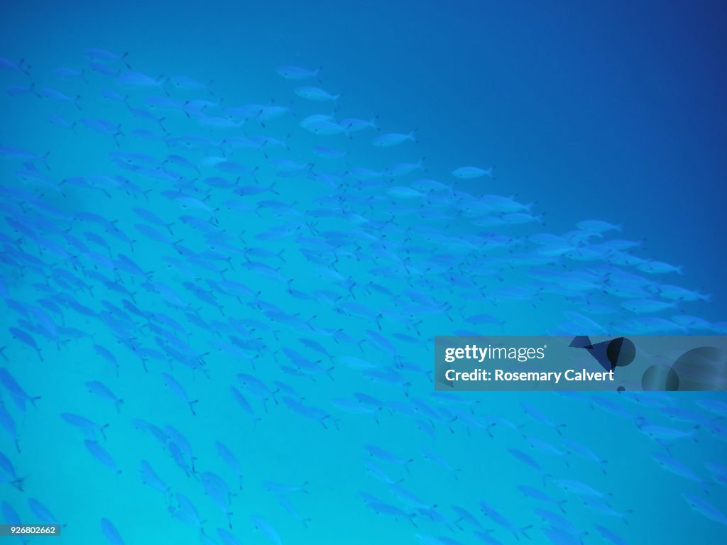 Shoal of Lunar Fusilier fish in Indian Ocean, Maldives 2018.