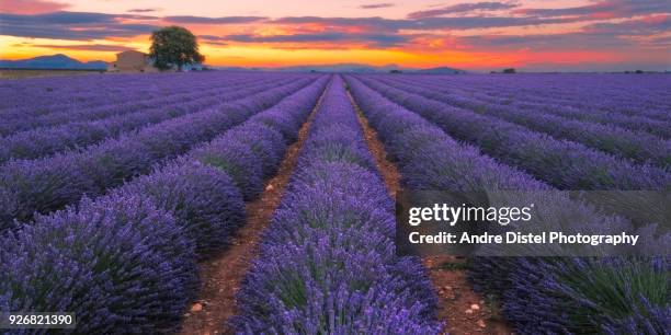 provence - france - traum bildbanksfoton och bilder