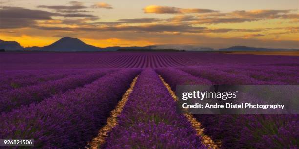 provence - france - lavendel - fotografias e filmes do acervo