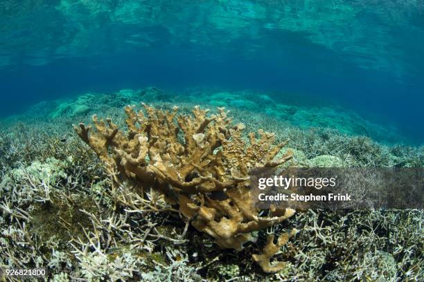 a coral reef scene in the cordelia banks near roatan. - branching coral stockfoto's en -beelden