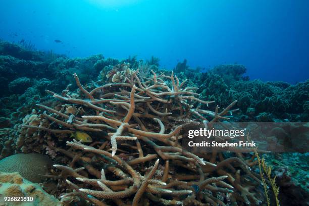 seamounts located west of roatan, near cayos cochinos, bay islands of honduras.  underwater view of healthy hard corals. - branching coral stockfoto's en -beelden