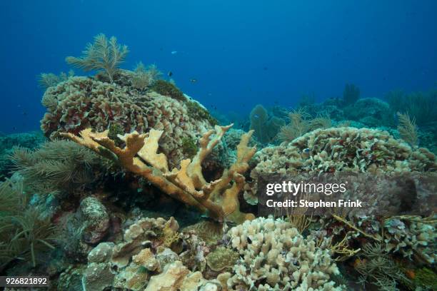 seamounts located west of roatan, near cayos cochinos, bay islands of honduras.  underwater view of healthy hard corals. - branching coral stockfoto's en -beelden