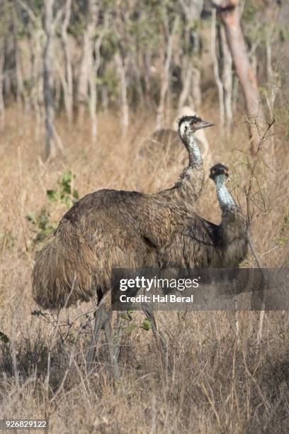 Multiple Emus 282 Two Emus Stock Photos, High-Res Pictures, and Images - Getty Images