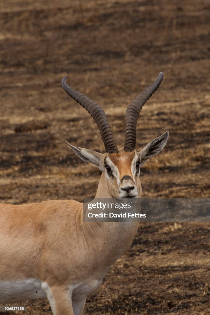 Thomsons Gazelle, Eudorcus thomsonii, Ngorogoro Crater, Tanzania