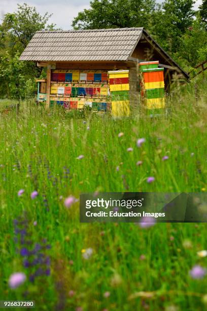 Colorful traditionally painted apiary beehive house at Kralov Med in Selo near Bled Slovenia with field of Spring wildflowers.