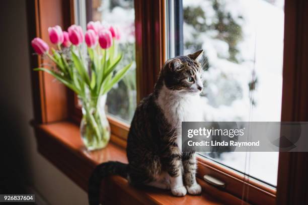 a tabby cat on a window sill with pink tulips - tulips cat stock-fotos und bilder
