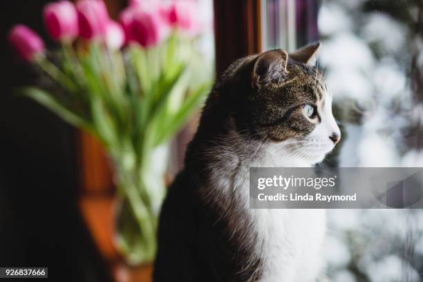 a tabby cat on a window sill with pink tulips - tulips cat stock-fotos und bilder
