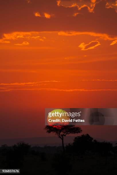 serengeti national park, tanzania - serengeti park stockfoto's en -beelden