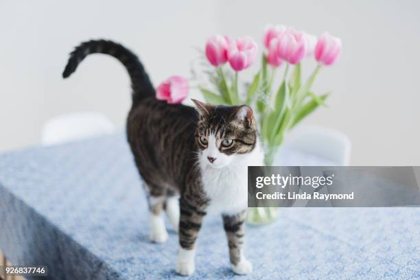 cat on a kitchen table - tulips cat stock-fotos und bilder