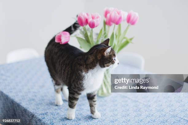 cat on a kitchen table - tulips cat stock-fotos und bilder