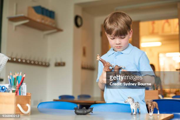 primary schoolboy looking at plastic toy animals in classroom - toy animal - fotografias e filmes do acervo