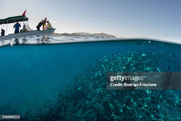 school of jack fish swimming near boat on water surface, cabo san lucas, baja california sur, mexico, north america - cabo san lucas 個照片及圖片檔