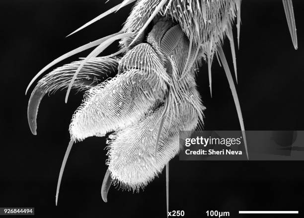 Fly Microscope View 2,232 Insect Anatomy Stock Photos, High-Res Pictures, and Images ...