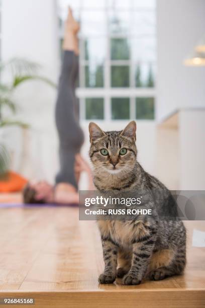 woman at home, doing yoga, in yoga position, focus on pet cat in foreground - portrait chantier stock-fotos und bilder