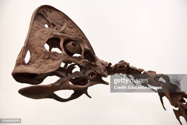 Oviraptorosaur dinosaur skeleton cast from South Dakota Cretaceous period ROM Toronto.