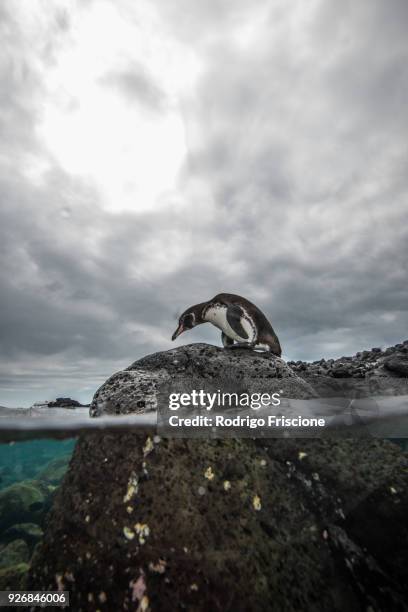 galapagos penguin resting on rocks, seymour, galapagos, ecuador - galapagos penguin fotografías e imágenes de stock