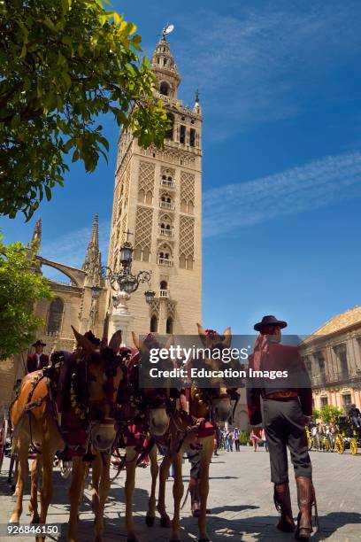La Giralda bell tower of the Seville Cathedral with mule drawn carriage drivers Andalusia.