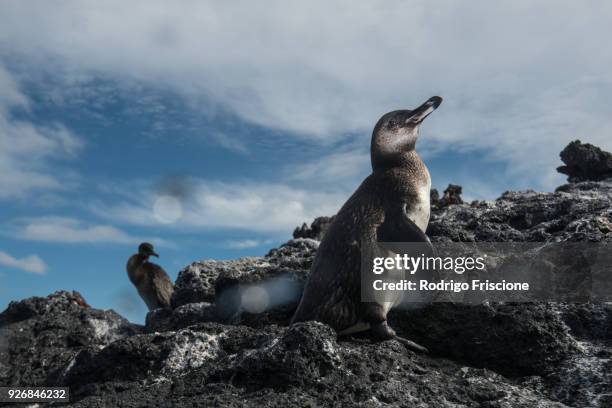 galapagos penguin and flightless cormorant resting on rocks, seymour, galapagos, ecuador - galapagos penguin fotografías e imágenes de stock