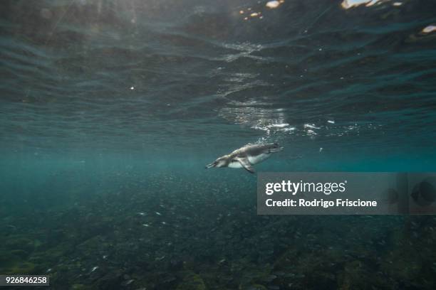 galapagos penguins hunting sardines, seymour, galapagos, ecuador - galapagos penguin fotografías e imágenes de stock