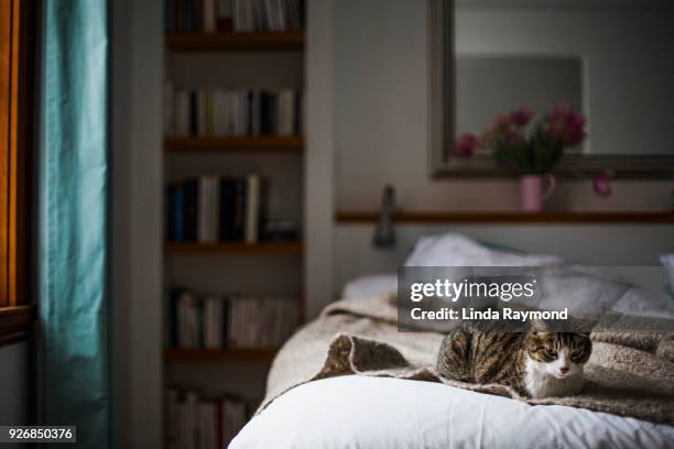 tabby on a bed - tulips cat stock-fotos und bilder