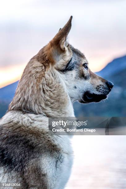 portrait of dog by river, side view - vercurago stock pictures, royalty-free photos & images