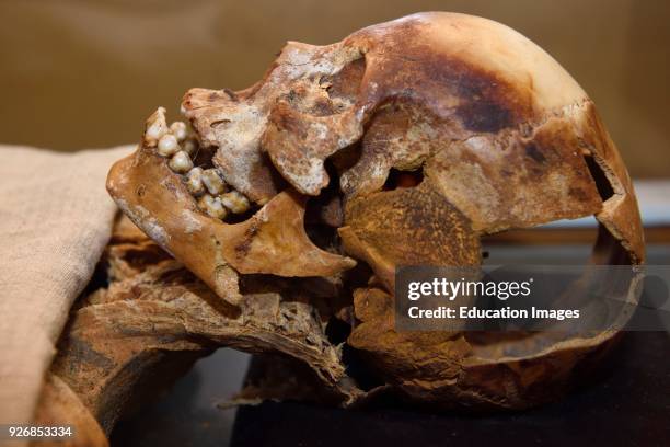 Mummified head of Nakht a young weaver from 12th century BC Egypt at..., News Photo