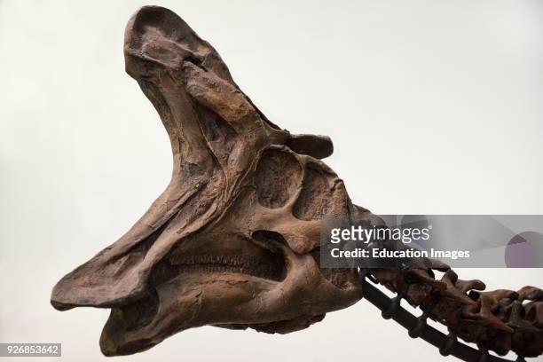 Lambeosaurus Hadrosaur Duckbill dinosaur head from Alberta at ROM Toronto.
