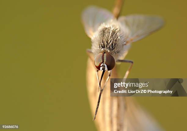 Jerusalem Insect Jerusalem Bug Photos and Premium High Res Pictures - Getty Images