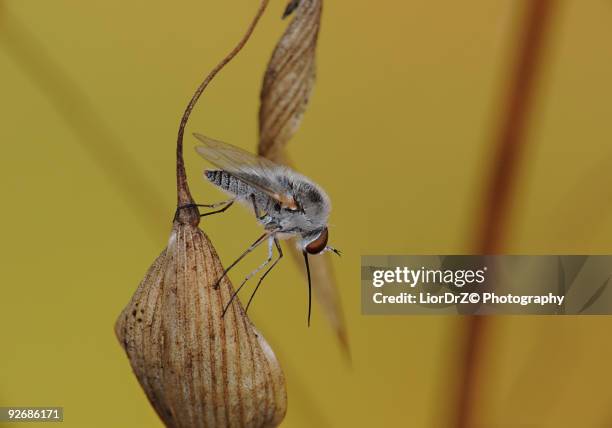 Jerusalem Insect Jerusalem Bug Photos and Premium High Res Pictures - Getty Images
