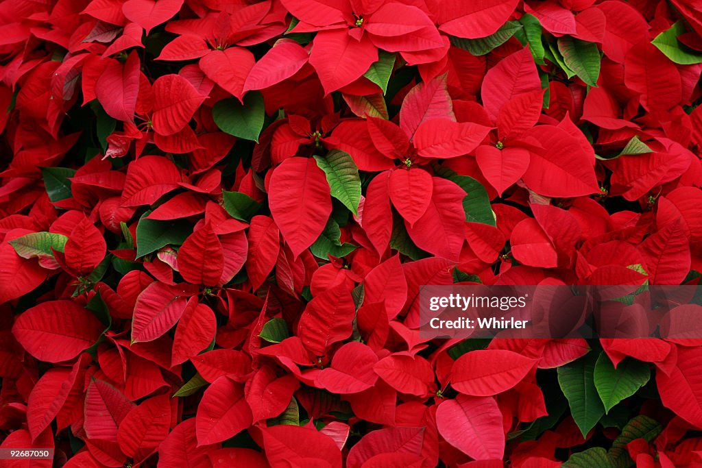 Zusammenstellung von poinsettias