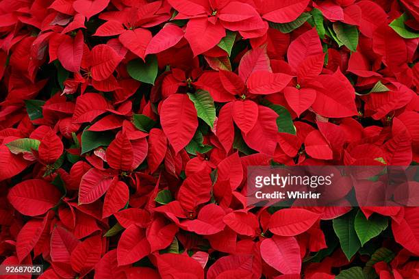 an arrangement of beautiful poinsettias - julstjärna bildbanksfoton och bilder