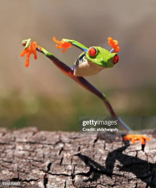 tree frog jumping, indonesia - frosch stock-fotos und bilder