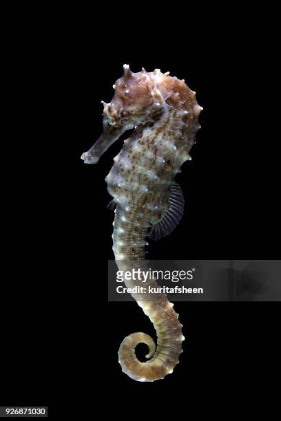 portrait of a seahorse - sjöhäst bildbanksfoton och bilder