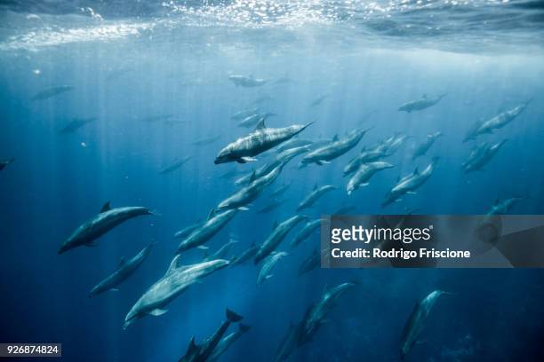 large group of bottlenose dolphins, seymour, galapagos, ecuador, south america - îles galapagos photos et images de collection